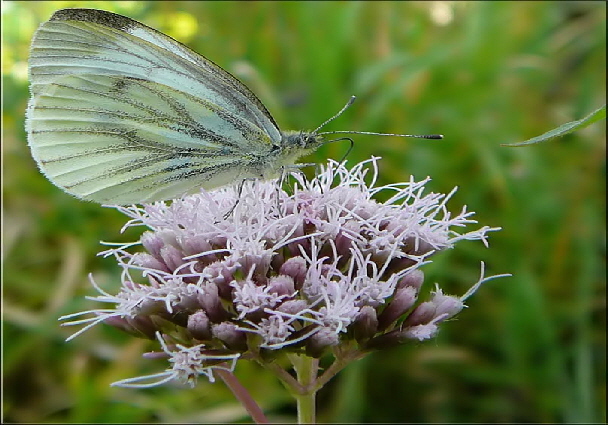 Sommerblumen